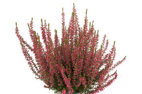 Bruy�re rustique Gardengirls� 'Katja'