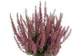 Bruy�re rustique Gardengirls� 'Liletta'