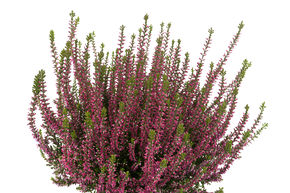 Bruy�re rustique Gardengirls� 'Liliane'