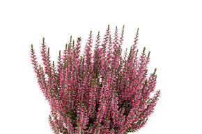 Bruy�re rustique Gardengirls� 'Lioba'