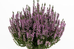 Bruy�re rustique Gardengirls� 'Lisbeth'
