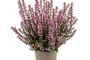 Bruy�re rustique Gardengirls� 'Maggy'