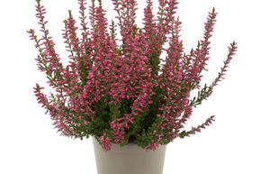 Bruy�re rustique Gardengirls� 'Mary Ann'