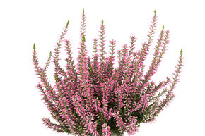 Bruy�re rustique Gardengirls� 'Mary Louise'