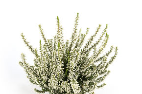 Bruy�re rustique Gardengirls� 'Mary Lu'