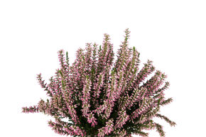 Bruy�re rustique Gardengirls� 'Mary Rose'