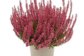Bruy�re rustique Gardengirls� 'Patricia'