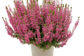 Bruy�re rustique Gardengirls� 'Paula'