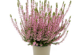 Bruy�re rustique Gardengirls� 'Pink Bettina'
