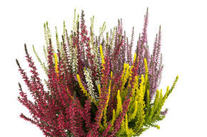 Bruy�re commune, Callune d'automne Quattro-Girls�