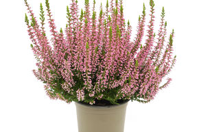 Bruy�re rustique Gardengirls� 'Rena'