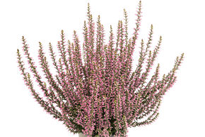 Bruy�re rustique Gardengirls� 'Rita'