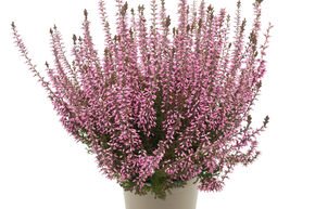 Bruy�re rustique Gardengirls� 'Romy'
