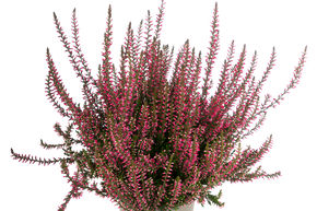 Bruy�re rustique Gardengirls� 'Ronja'