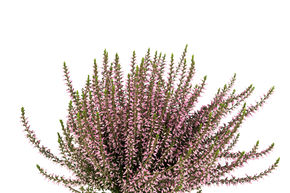Bruy�re rustique Gardengirls� 'Rosa Elisa'