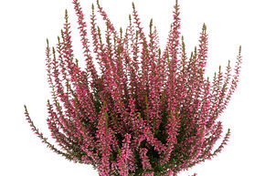 Bruy�re rustique Gardengirls� 'Rosamunde'