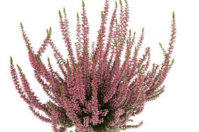 Bruy�re rustique Gardengirls� 'Rosita'