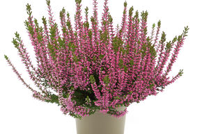 Bruy�re rustique Gardengirls� 'Rote Liliane'