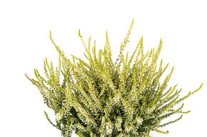 Bruy�re rustique Gardengirls� 'Sandy'