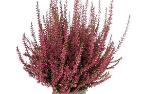 Bruy�re rustique Gardengirls� 'Selma'