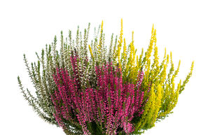Bruy�re commune, Callune d'automne Trio-Girls� rouge/ blanc/ jaune