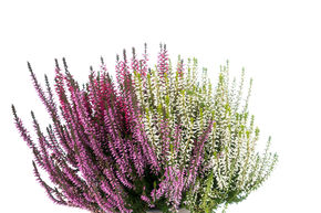 Bruy�re commune, Callune d'automne Trio-Girls� rouge/ blanc/ violet