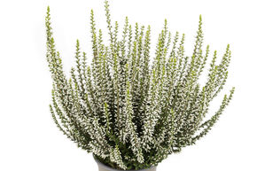 Bruy�re rustique Gardengirls� 'Weisse Rita'