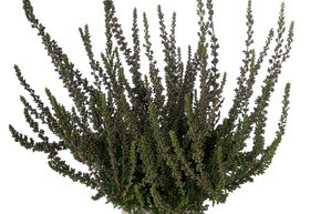 Bruy�re � bourgeons � feuillage panach� Sunset Girls� 'Zalina'