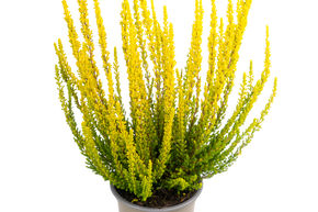 Bruy�re � bourgeons � feuillage panach� Sunset Girls� 'Zelda'
