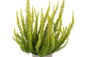 Bruy�re � feuilles panach�es Sunset Girls� 'Zeta'