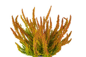 Bruy�re � feuilles panach�es Sunset Girls� 'Zoe'