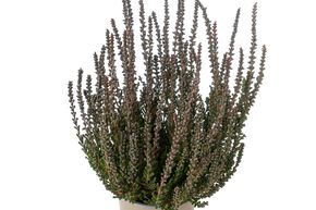 Bruy�re � feuilles panach�es Sunset Girls� 'Zulu'