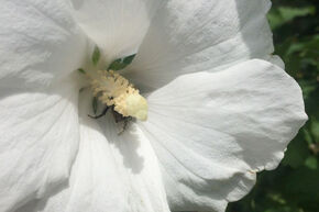 Hibiscus, guimauve 'Totus Albus'