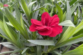 �illet rouge (lot de 8)