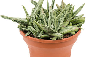 Gasteria 'Little Warty'