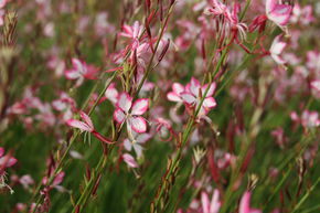 Gaura 'Rosy Jane'