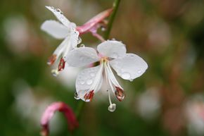 Gaura 'Snow Storm'