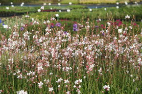 Gaura 'Summer Breeze'