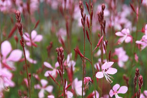 Gaura 'Siskyou Pink'
