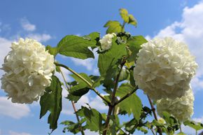 Viorne boule de neige 'Roseum'