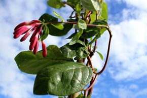 ch�vrefeuille, ch�vrefeuille des haies 'Goldflame'