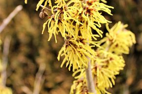 Hamam�lis � fleurs jaunes 'Arnold Promise' - Tige