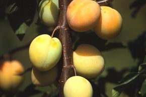 Prunier jaune 'Rheingold'