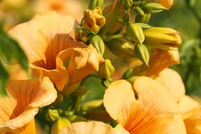 Fleur de trompette jaune 'Flava'
