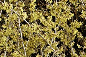 Hamam�lis jaune 'Westerstede'