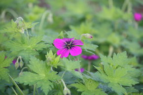G�ranium vivace 'Ann Thomson'