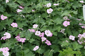 G�ranium 'Dreamland'