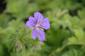 G�ranium vivace 'Ernst Pagels'