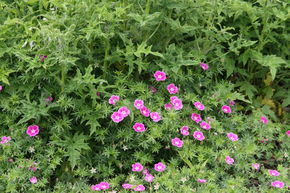 G�ranium 'Elke'