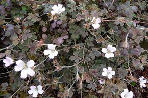 G�ranium hybride 'Sanne'